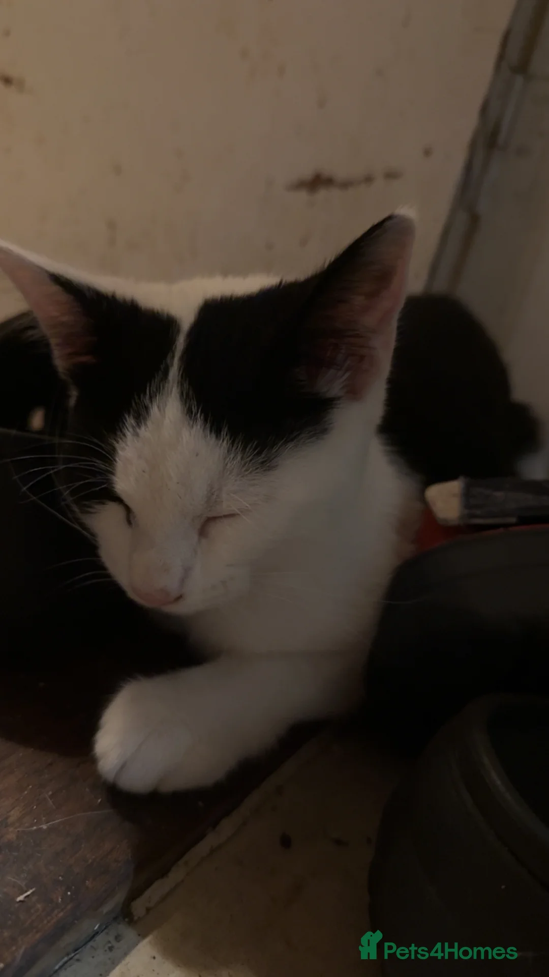 Mixed Breed cats for sale: 2 beautiful mixed bread cats - Advert 2