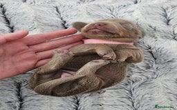 Miniature Dachshund dogs for sale: Isabella and tan miniature dachshunds - Image 11