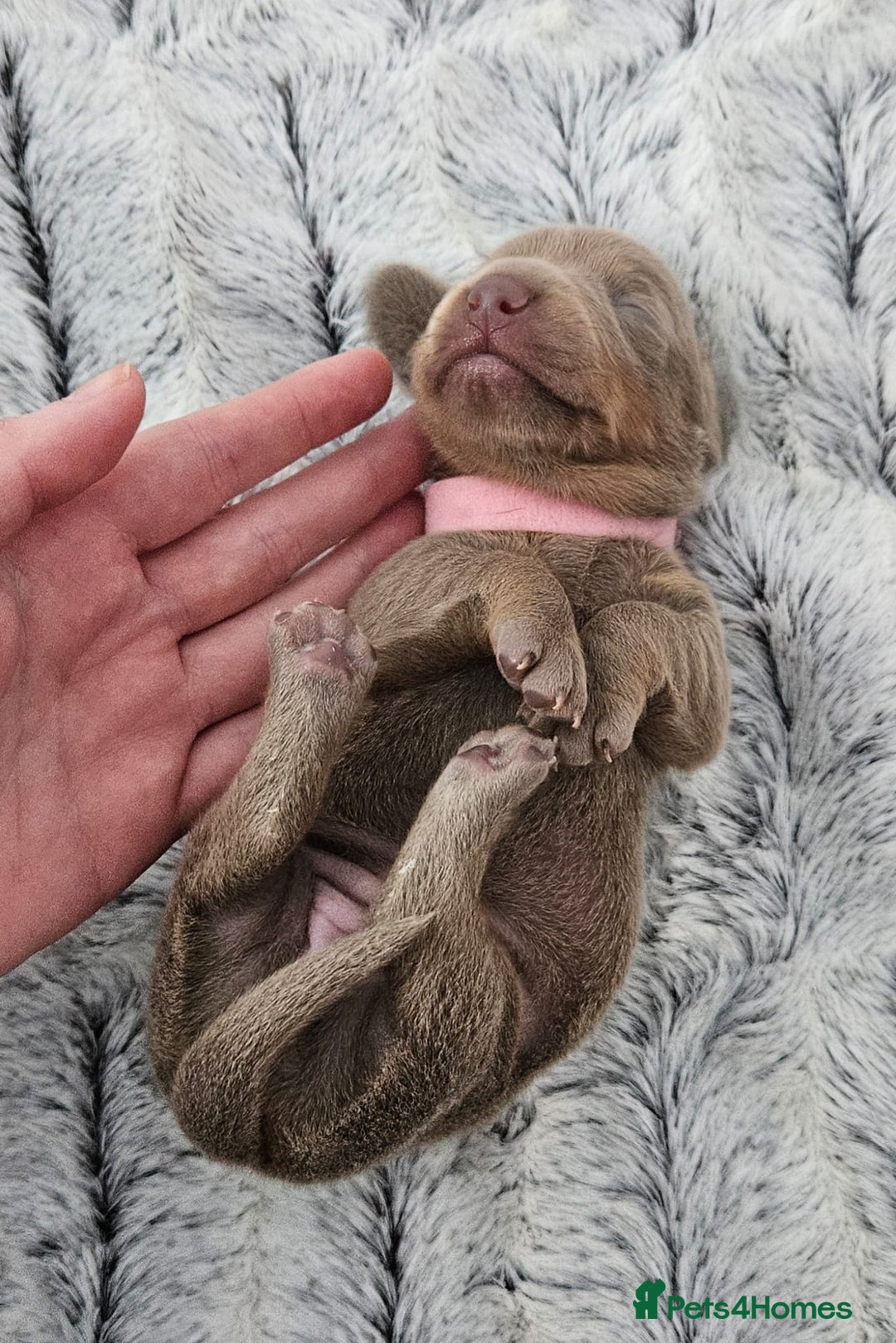 Miniature Dachshund dogs for sale: Isabella and tan miniature dachshunds - Image 11