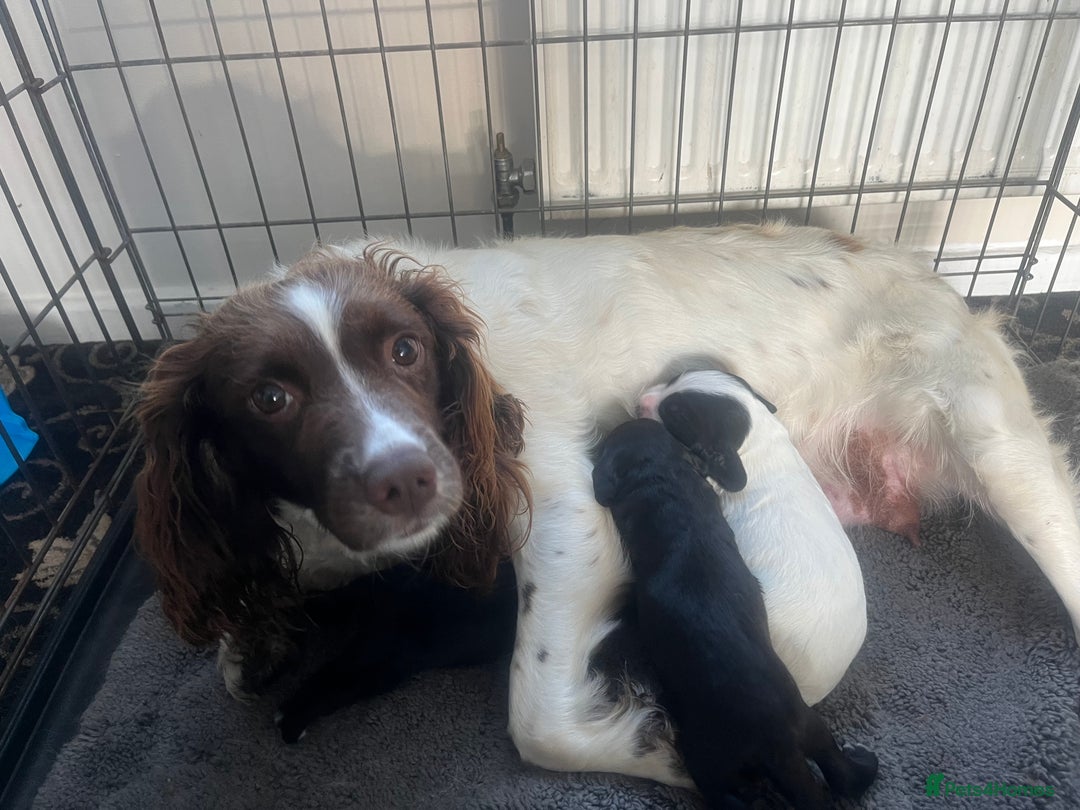 Sprocker dogs for sale: Sprocker spaniel puppies  - Image 4