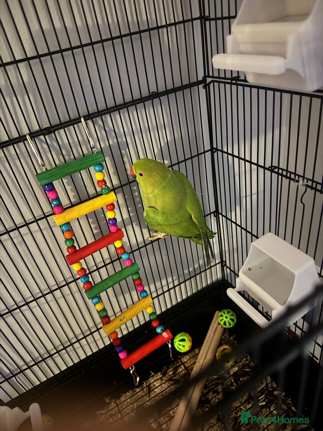 Ringnecks birds for sale: Indian ring neck  - Advert 4