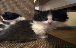 British Shorthair cats for sale: Beautiful kittens - Image 4
