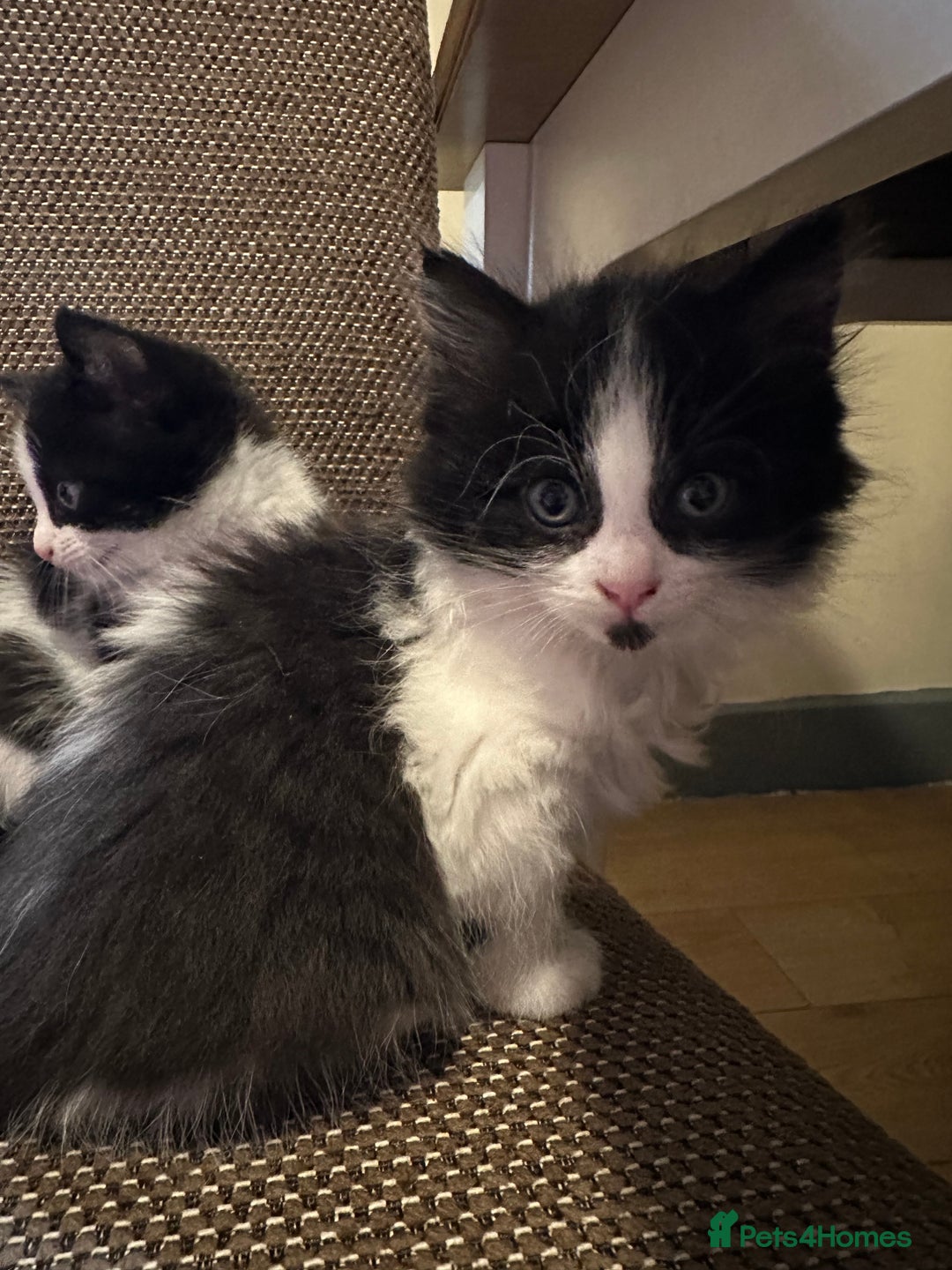 British Shorthair cats for sale: Beautiful kittens - Image 4