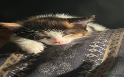 British Shorthair cats for sale: Beautiful kitten  - Image 1