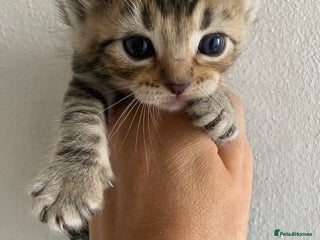 Mixed Breed cats - Advert 16