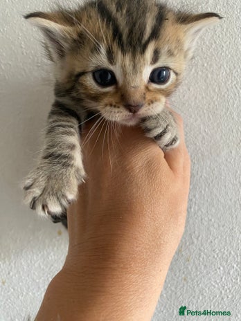 Mixed Breed cats - Advert 15