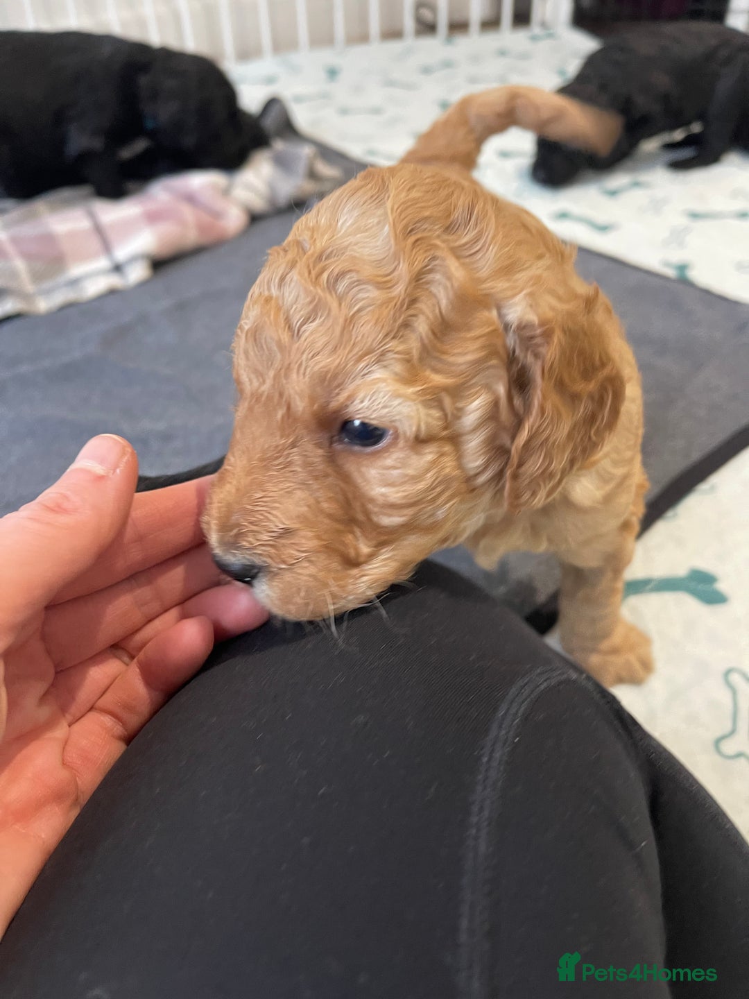 Labradoodle dogs for sale: ⭐️Miniature Multigen Labradoodle Puppies⭐️ - Advert 6