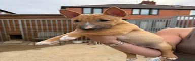 Miniature Bull terrier 7