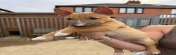 Miniature Bull terrier dogs for sale: Miniature English bull terriers - Advert 7
