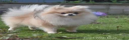 Pomeranian dogs for sale: ✨ Available to the Very Best Home Only ✨ - Advert 9