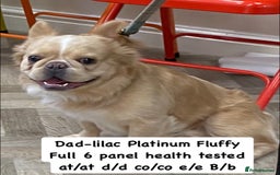 French Bulldog dogs for sale: Quality health tested/KC fluffy French bulldogs - Image 16