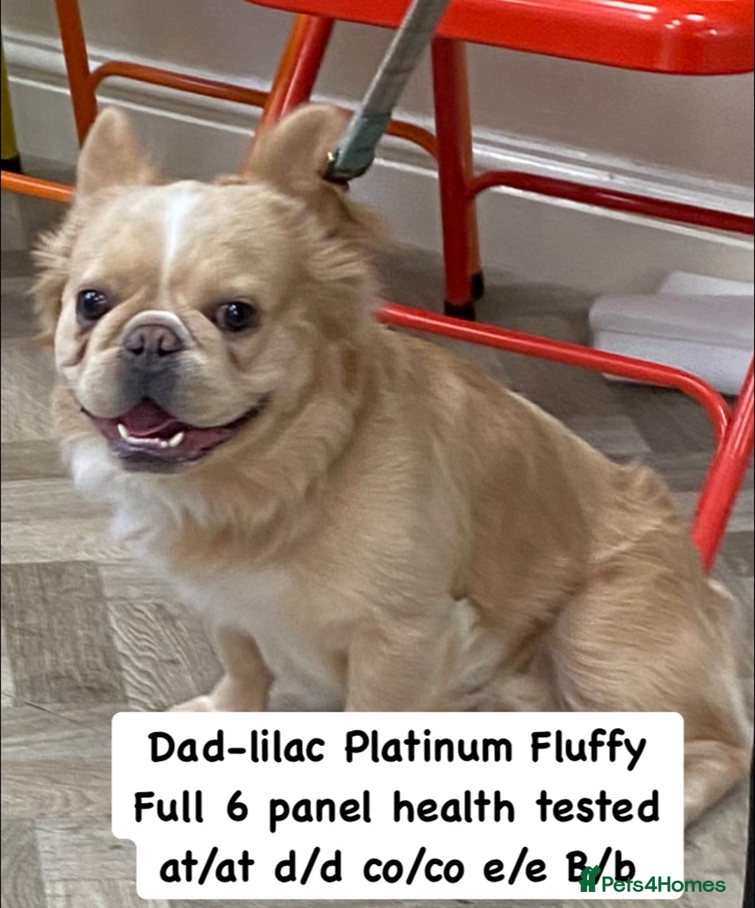 French Bulldog dogs for sale: Quality health tested/KC fluffy French bulldogs - Image 16