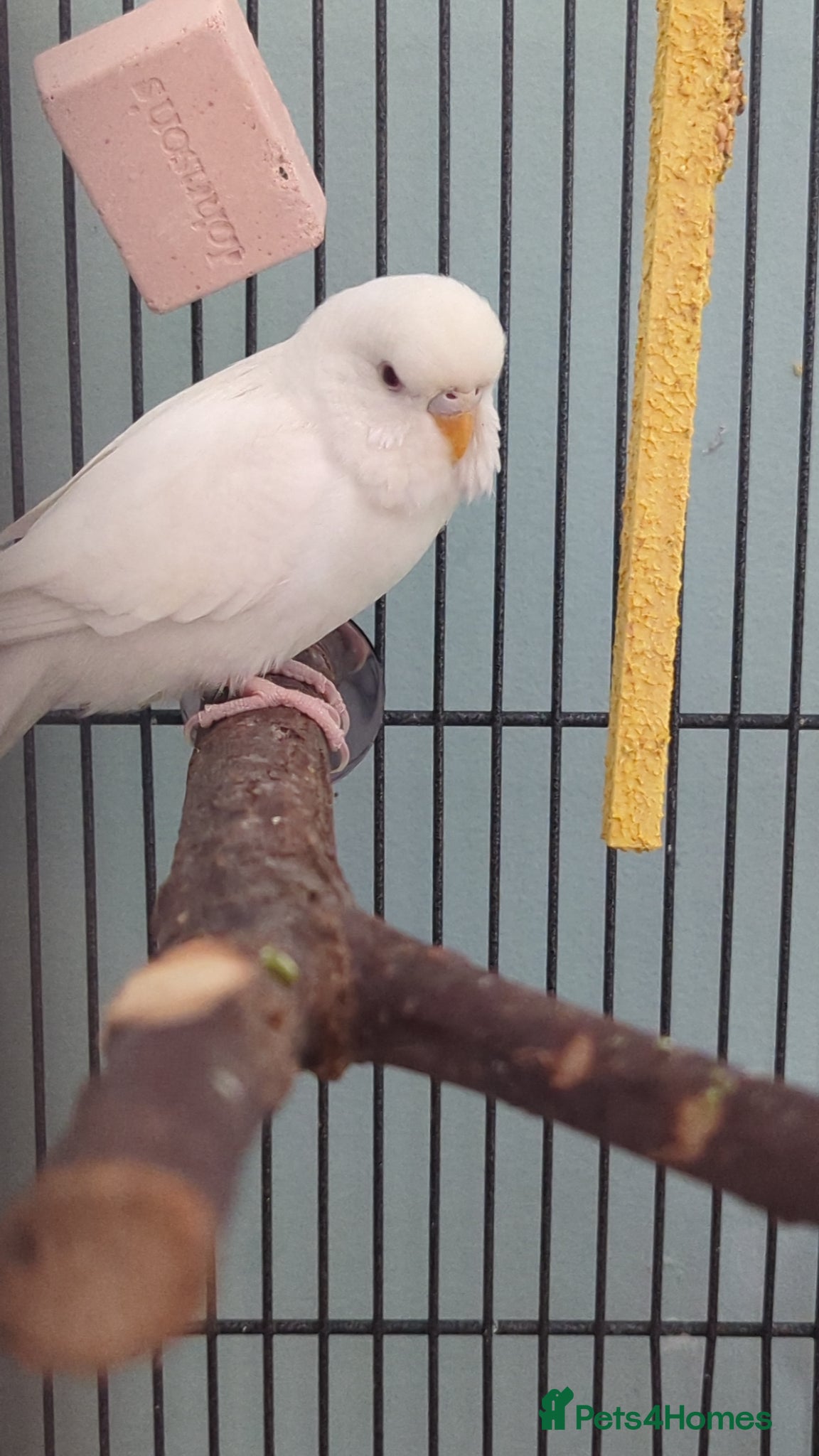 Budgerigars birds for sale: White budgie  - Advert 2