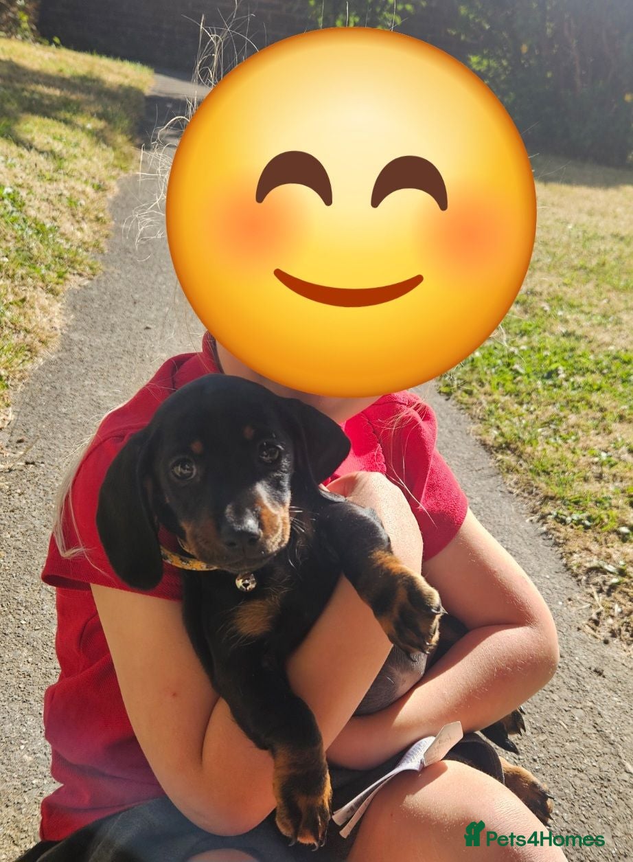 Miniature Dachshund dogs 16wk Old Female Puppy Looking for a Loving Home - Advert 10