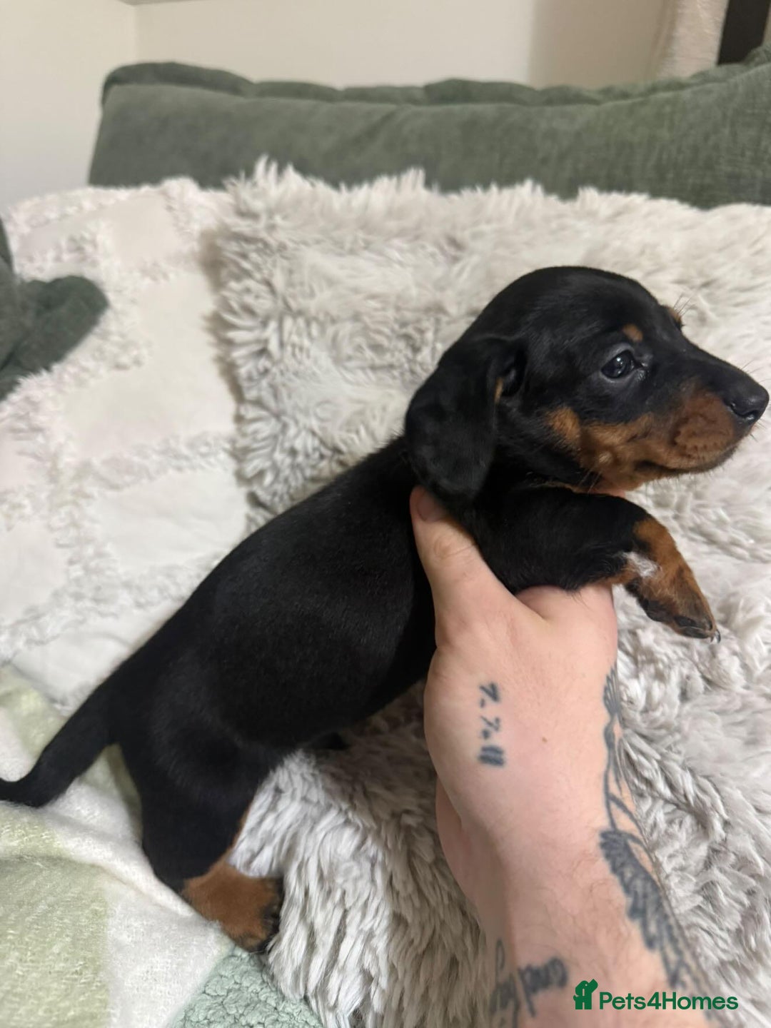Miniature Dachshund dogs for sale: Black and tan miniature dachshund puppies   - Advert 8