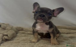 French Bulldog dogs for sale: 💕🐾 Stunning French bulldogs 🐾💕 - Advert 21