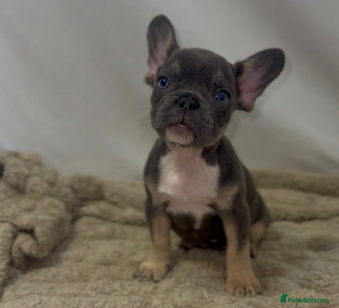 French Bulldog dogs for sale: 💕🐾 Stunning French bulldogs 🐾💕 - Advert 21