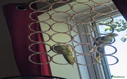 Cockatiels birds for sale: Bonded pair of cockatiels  - Image 3