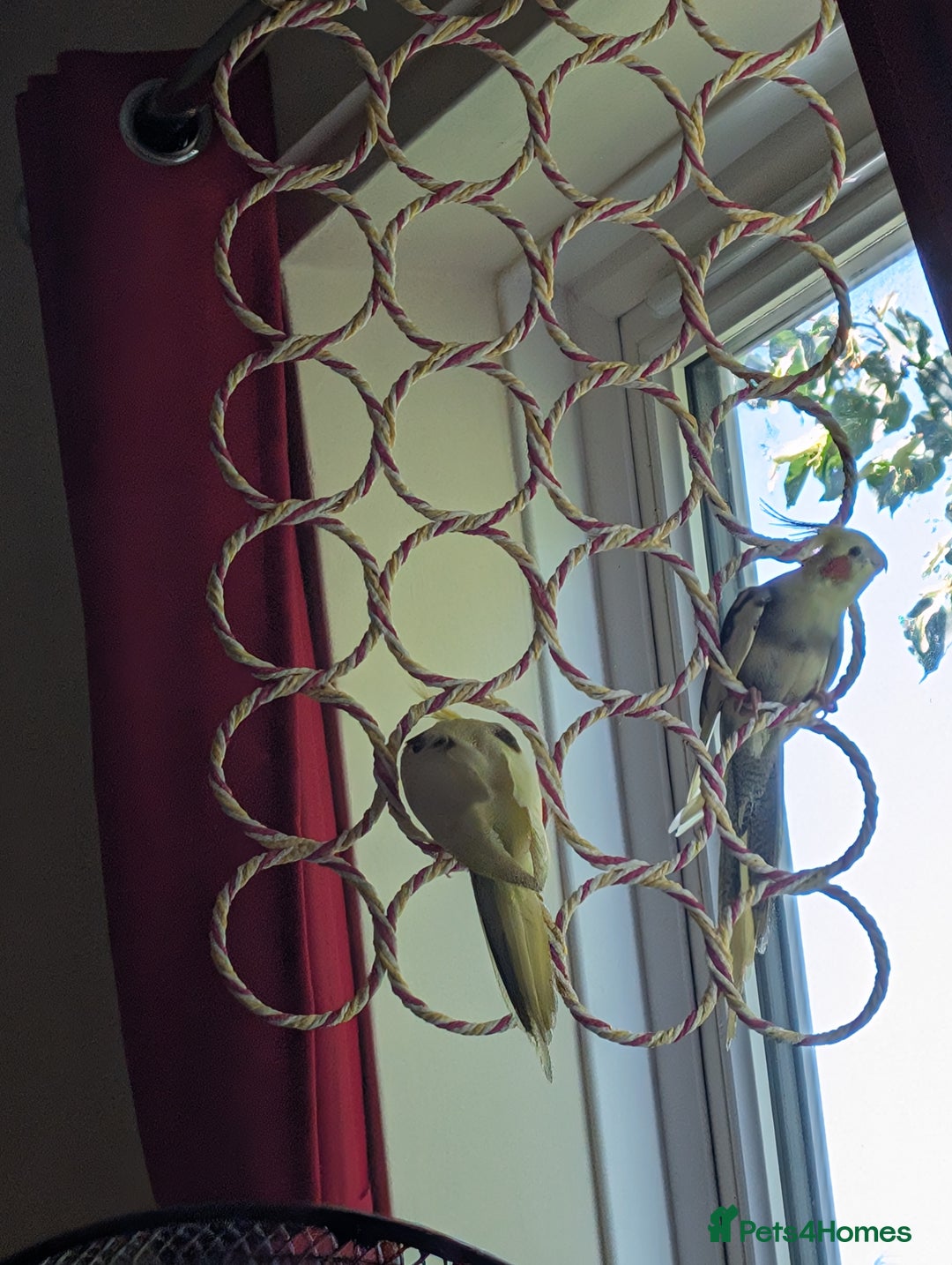 Cockatiels birds for sale: Bonded pair of cockatiels  - Image 3