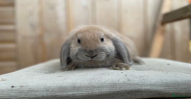 Mini Lop rabbits - Advert 2