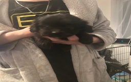 Mixed Breed dogs for sale: Beautiful Puppies x7 - Advert 8