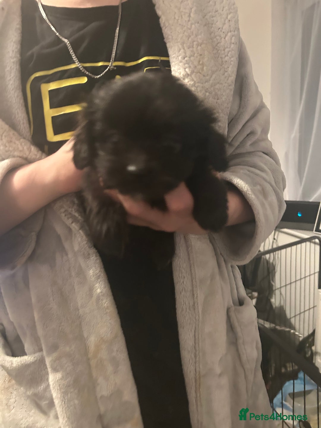 Mixed Breed dogs for sale: Beautiful Puppies x7 - Advert 8