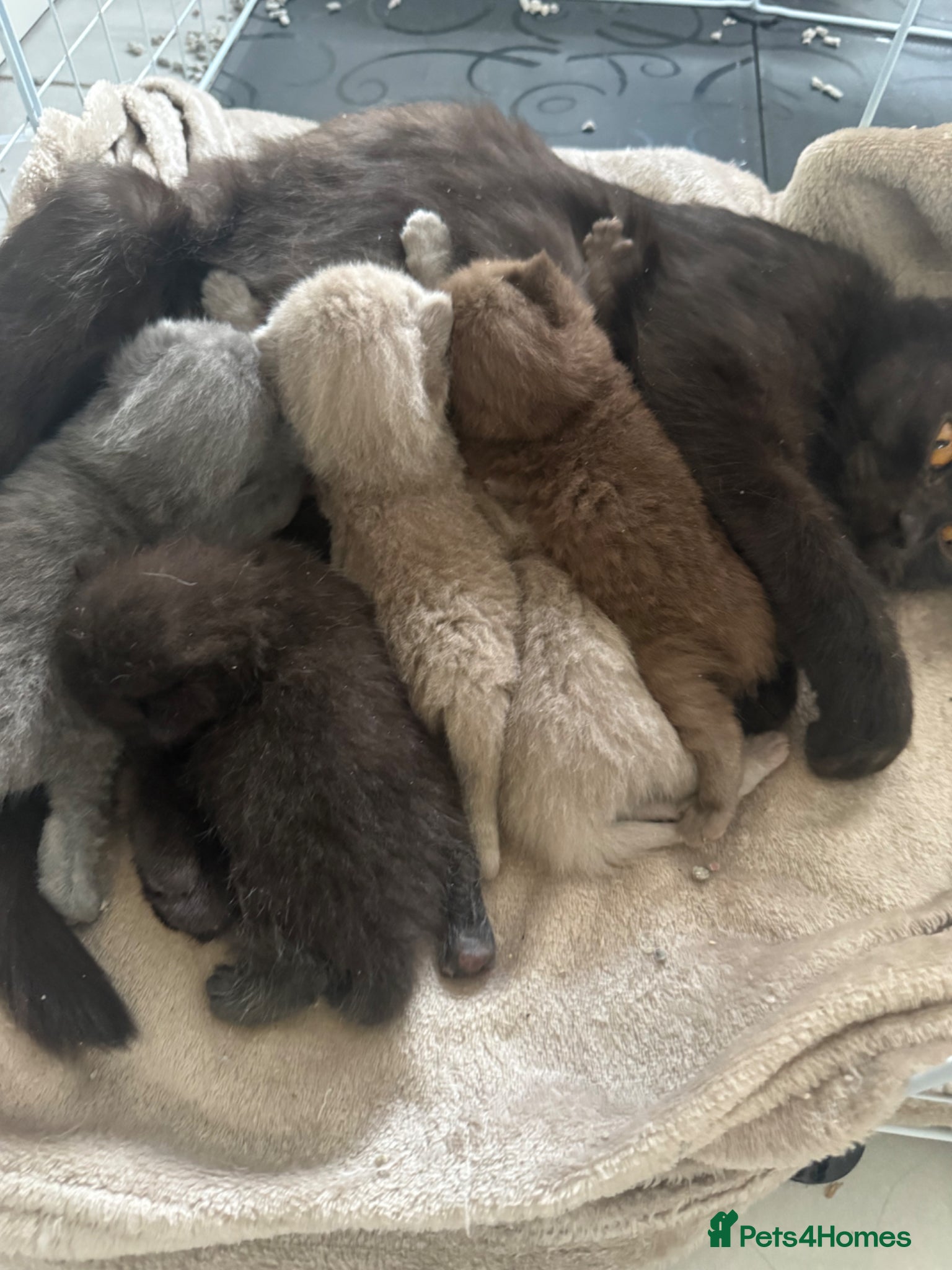 British Shorthair cats British Shorthair Teddy Bears 😻😻😻😻😻 - Advert 1