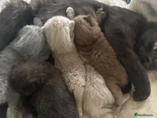 British Shorthair cats British Shorthair Teddy Bears 😻😻😻😻😻 - Advert 1