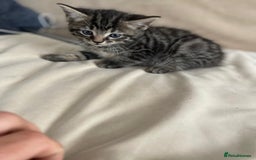 European cats for sale: Kittens for sale - Image 9