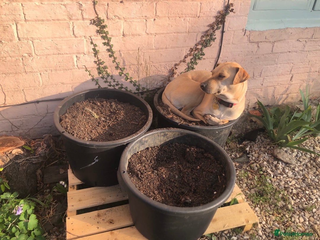 Mixed Breed dogs for adoption: Coco – 5 years old, Female, Possibly Lab Mix  - Image 8