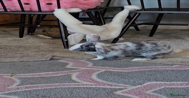 Harlequin rabbits URGENT rehoming 4 month old rabbit - Advert 1