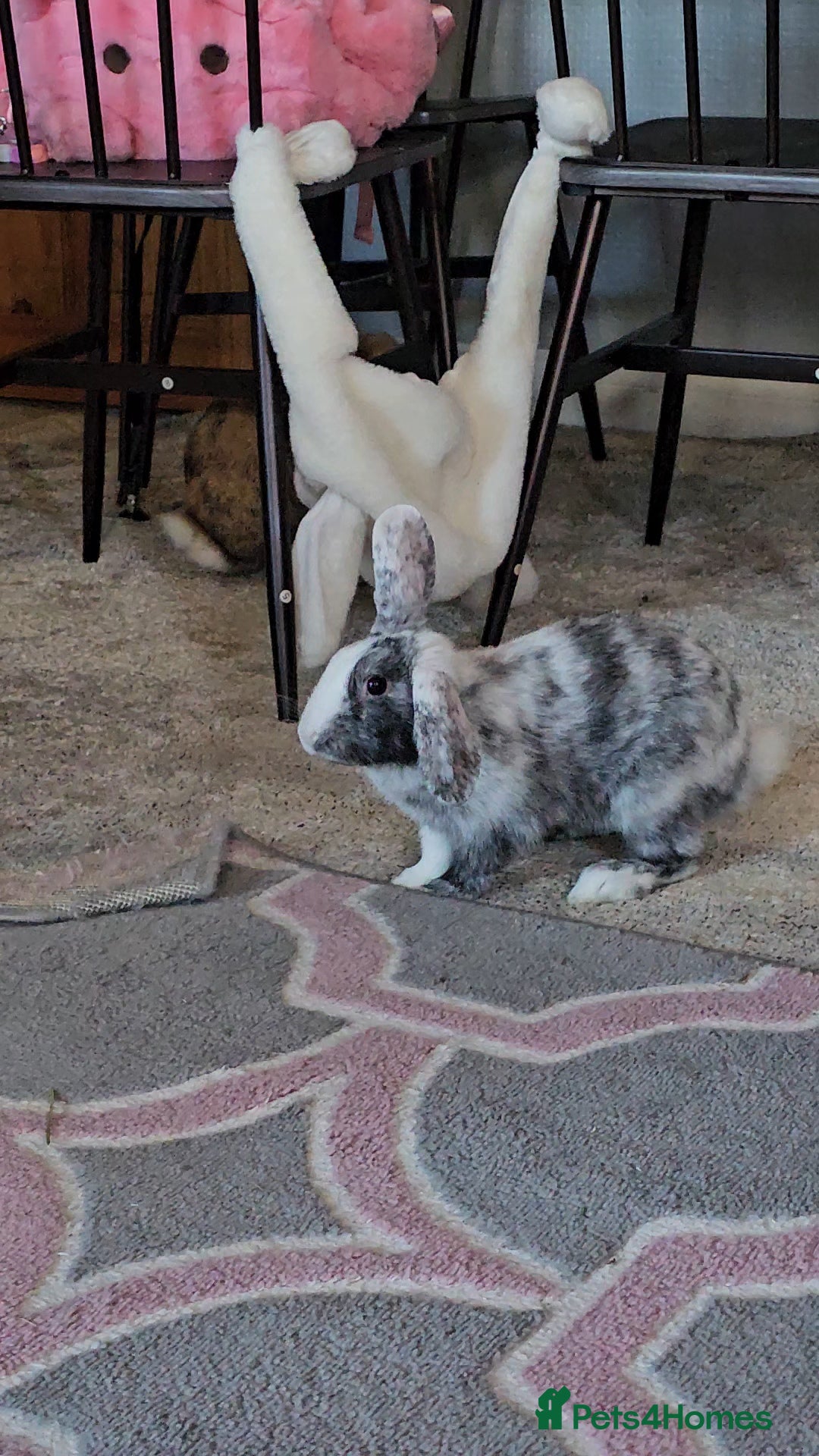 Harlequin rabbits for sale: Gorgeous Harlequin boy for sale. - Image 6