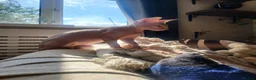 Sphynx cats for sale: Last Canadian sphynx looking for a loving home  - Advert 27