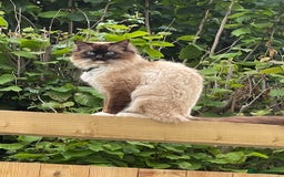Ragdoll cats for sale: DNA tested Ragdoll Kittens - Image 8