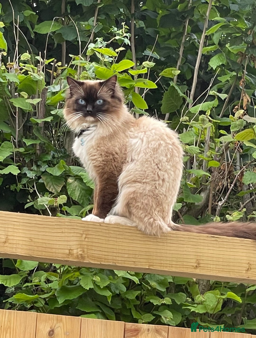 Ragdoll cats for sale: DNA tested Ragdoll Kittens - Image 8