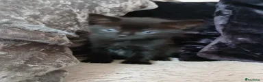 black Kitten named yang