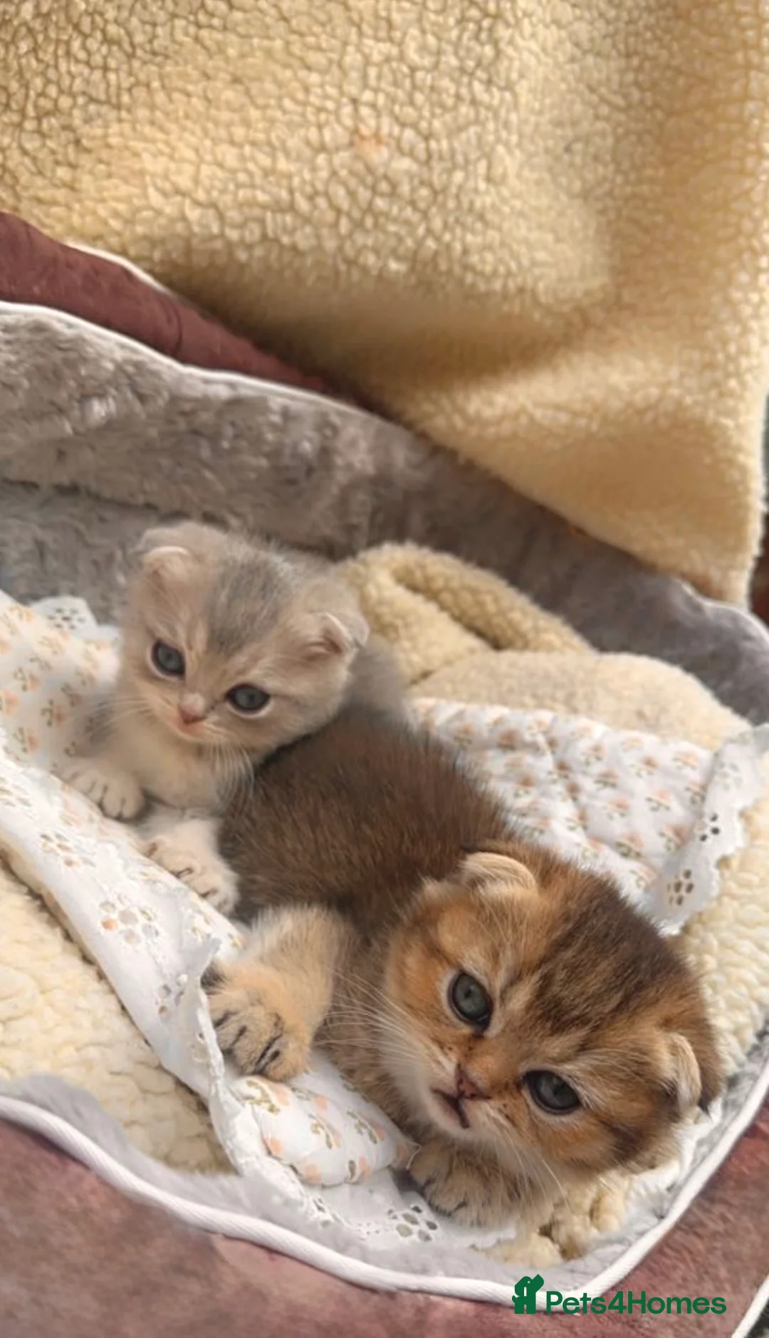 Scottish Fold cats for sale: Adorable Scottish Fold Kittens (M Blue, F Golden) - Advert 2