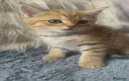 Mixed Breed cats for sale: Beautiful kittens in Leicester - Image 3