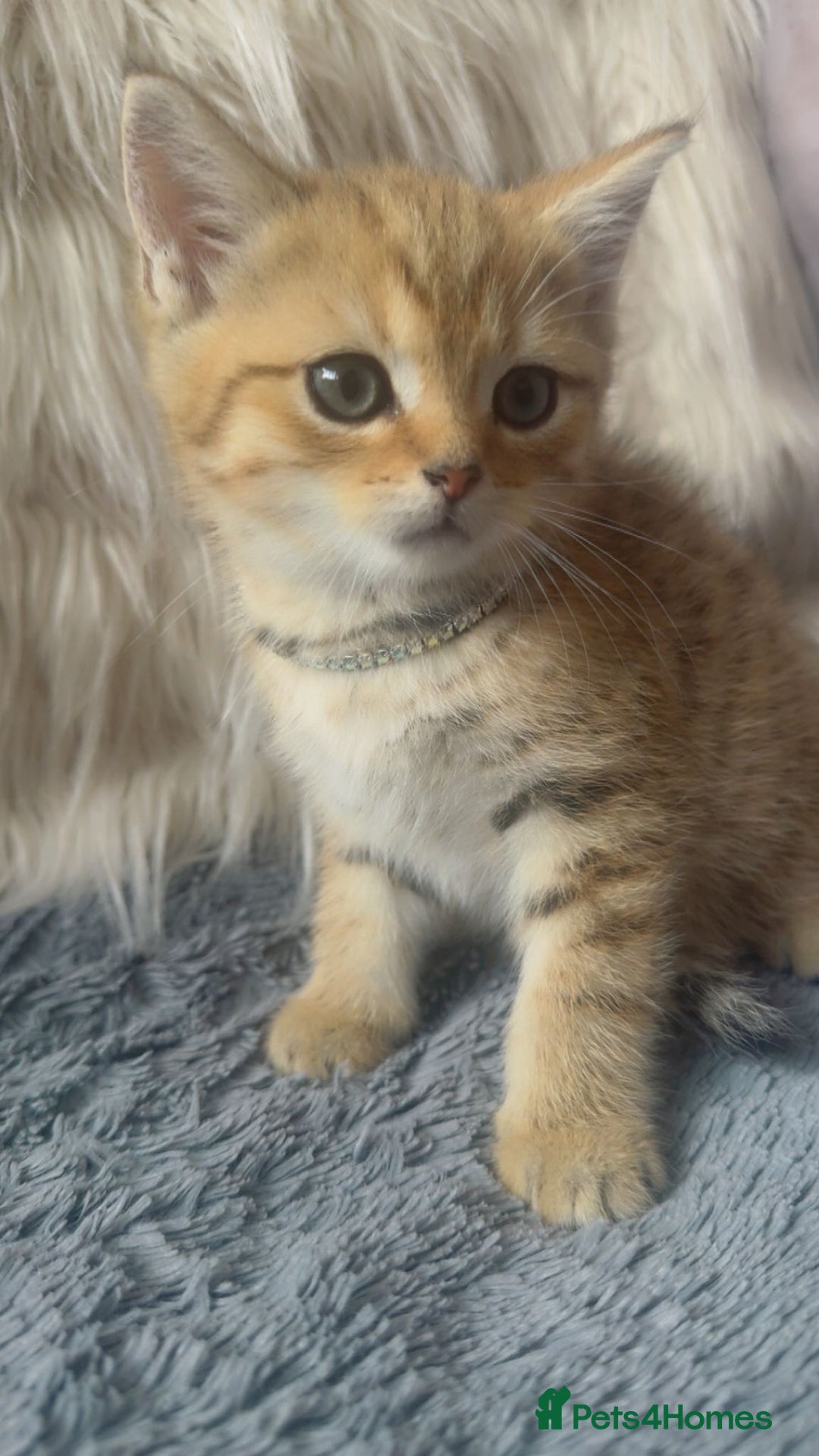 Mixed Breed cats for sale: Beautiful kittens in Leicester - Image 3