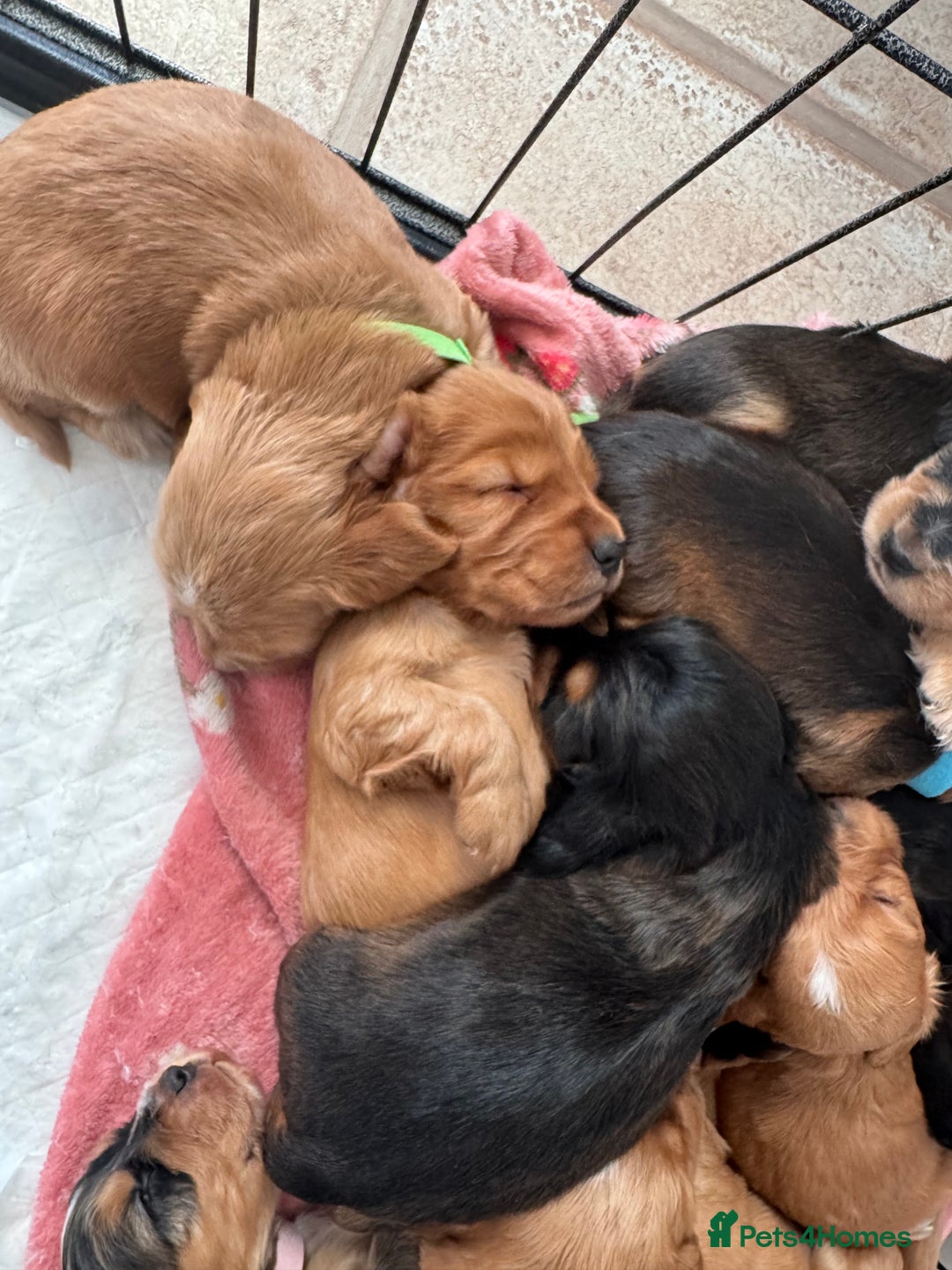 Cocker Spaniel dogs for sale: Show cocker spaniels  - Image 40
