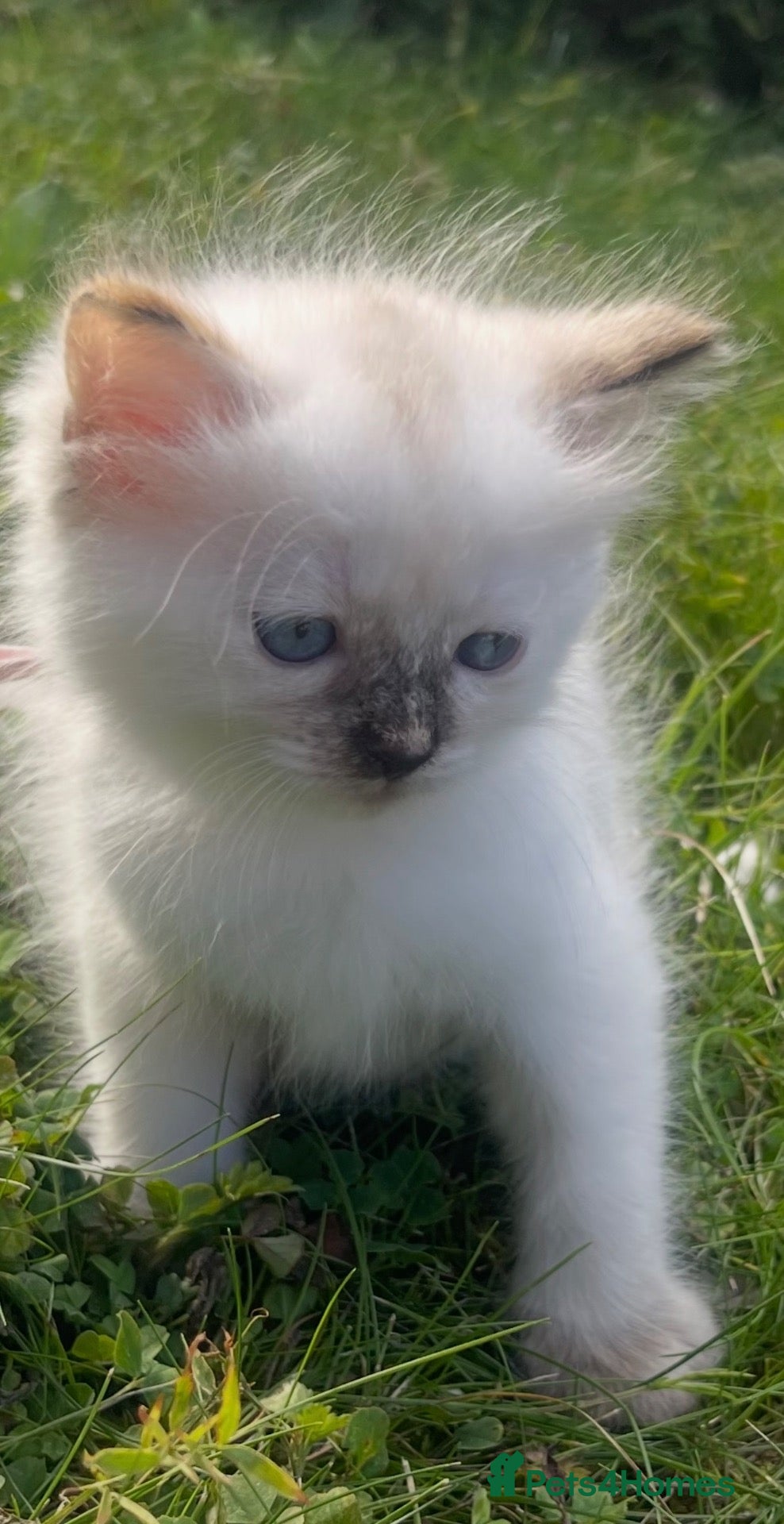 Ragdoll cats PURE RAGDOLL KITTENS BLUE CREAM 1 GIRL LEFT - Advert 18