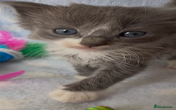 Ragdoll cats for sale: Stunning Ragdoll kittens super affectionate  - Image 7