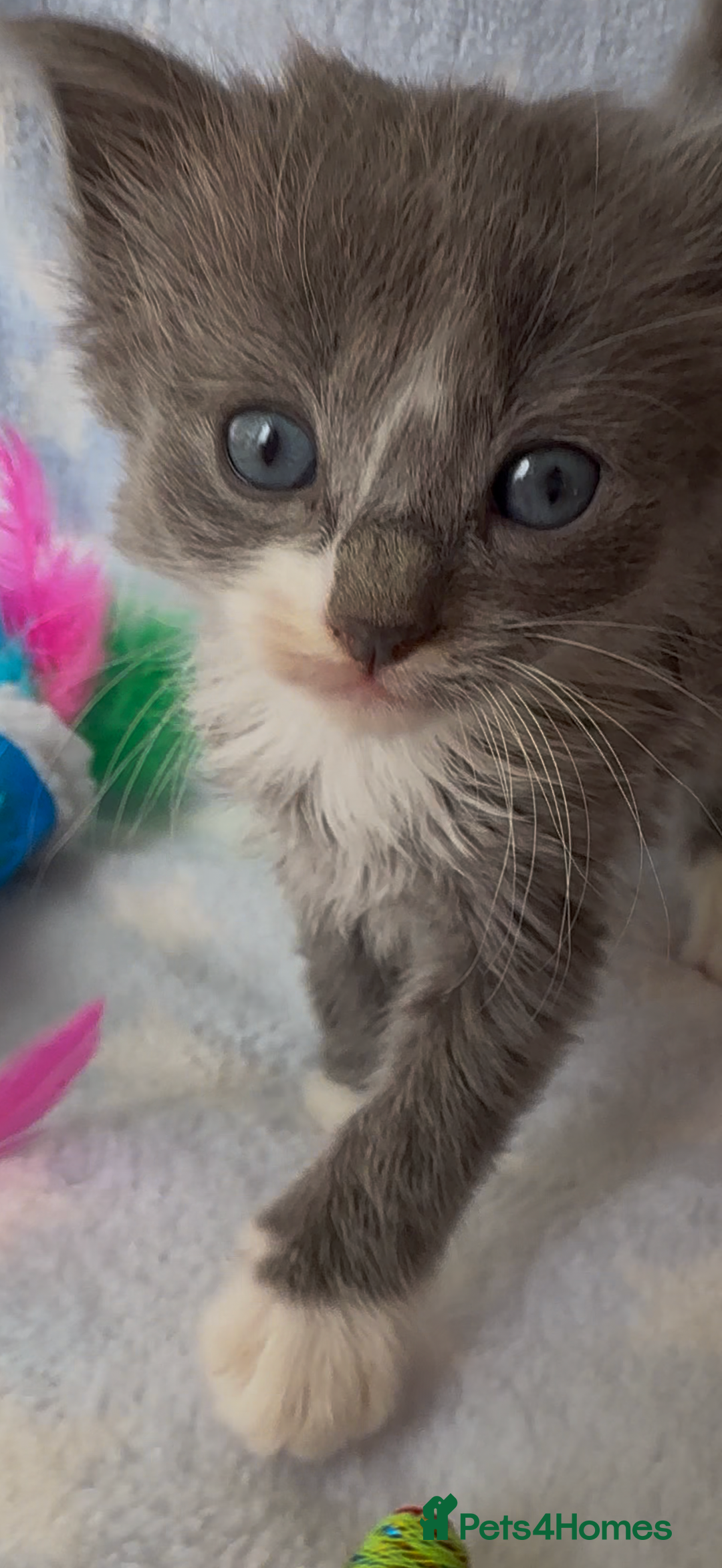 Ragdoll cats for sale: Stunning Ragdoll kittens super affectionate  - Image 7