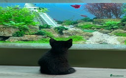 Ragdoll cats for sale: Ragdoll mix (available Now)  - Image 6
