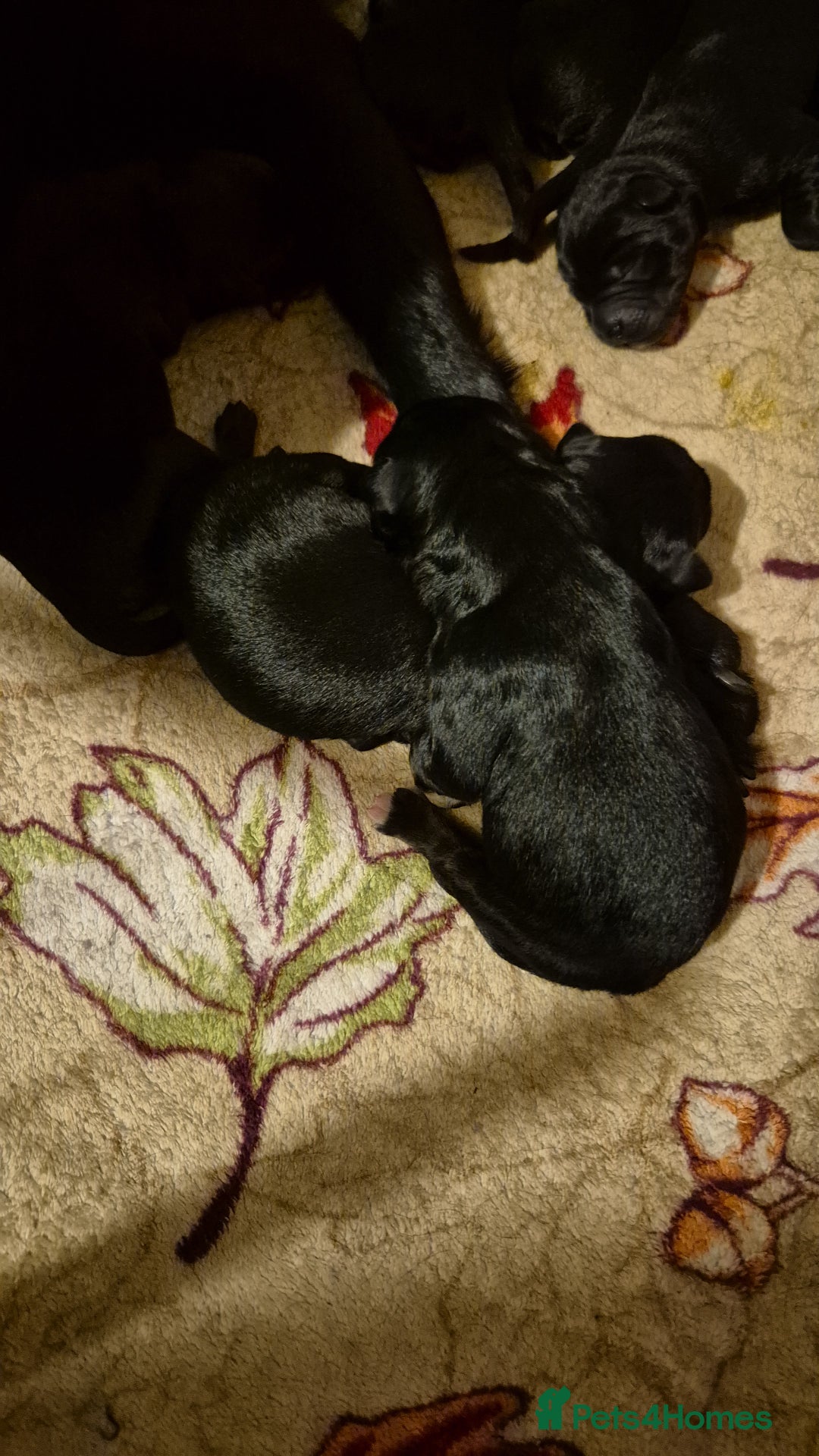 Mixed Breed dogs for sale: Sheprador  - Image 3