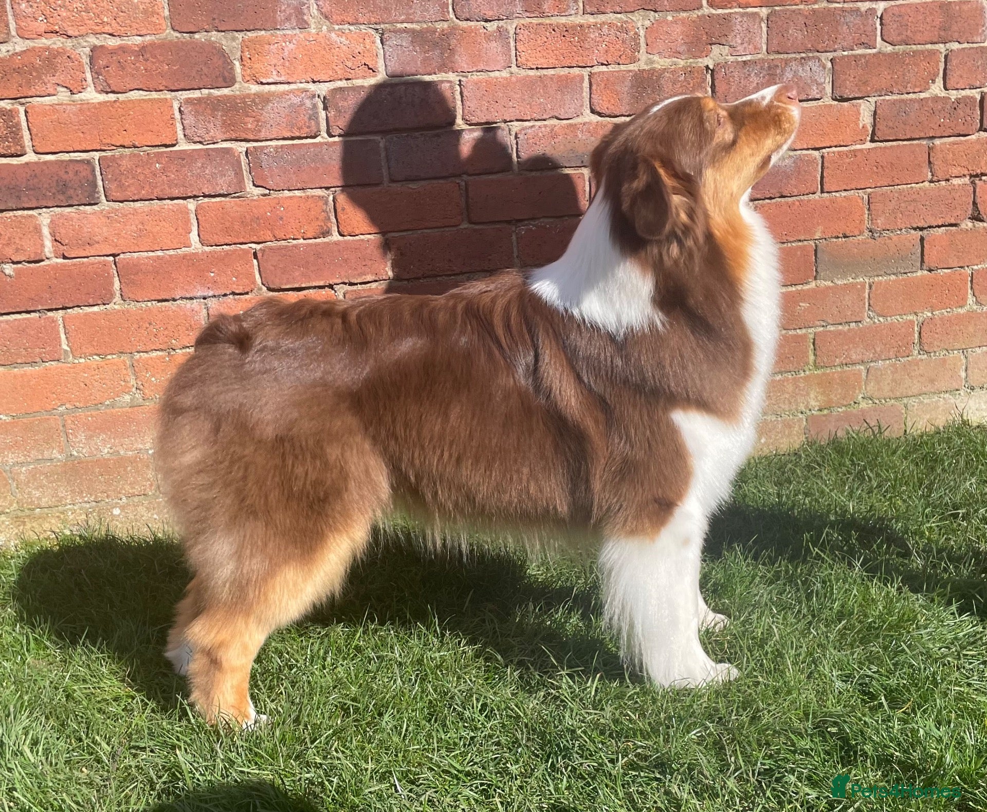 Australian Shepherd dogs Australian Shepherd  - Advert 5
