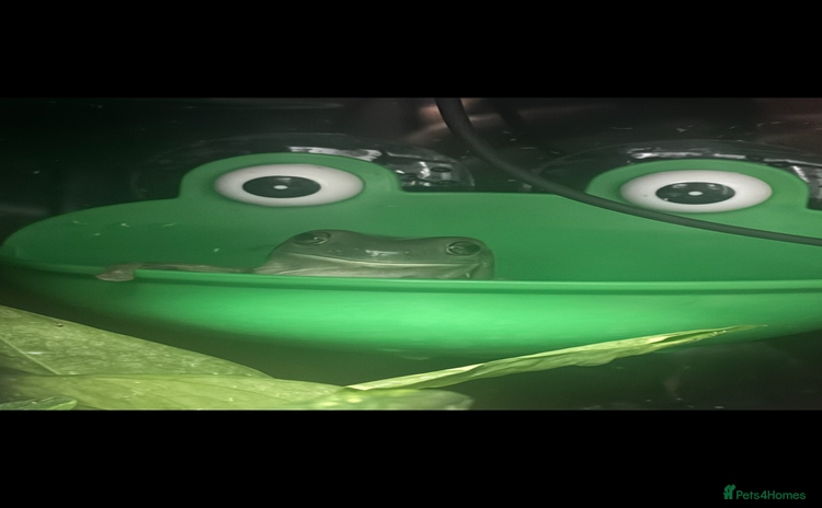 Frog reptiles - Advert 1