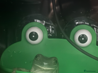 Frog reptiles for sale - Advert 1