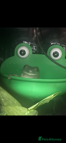 Frog reptiles - Advert 1