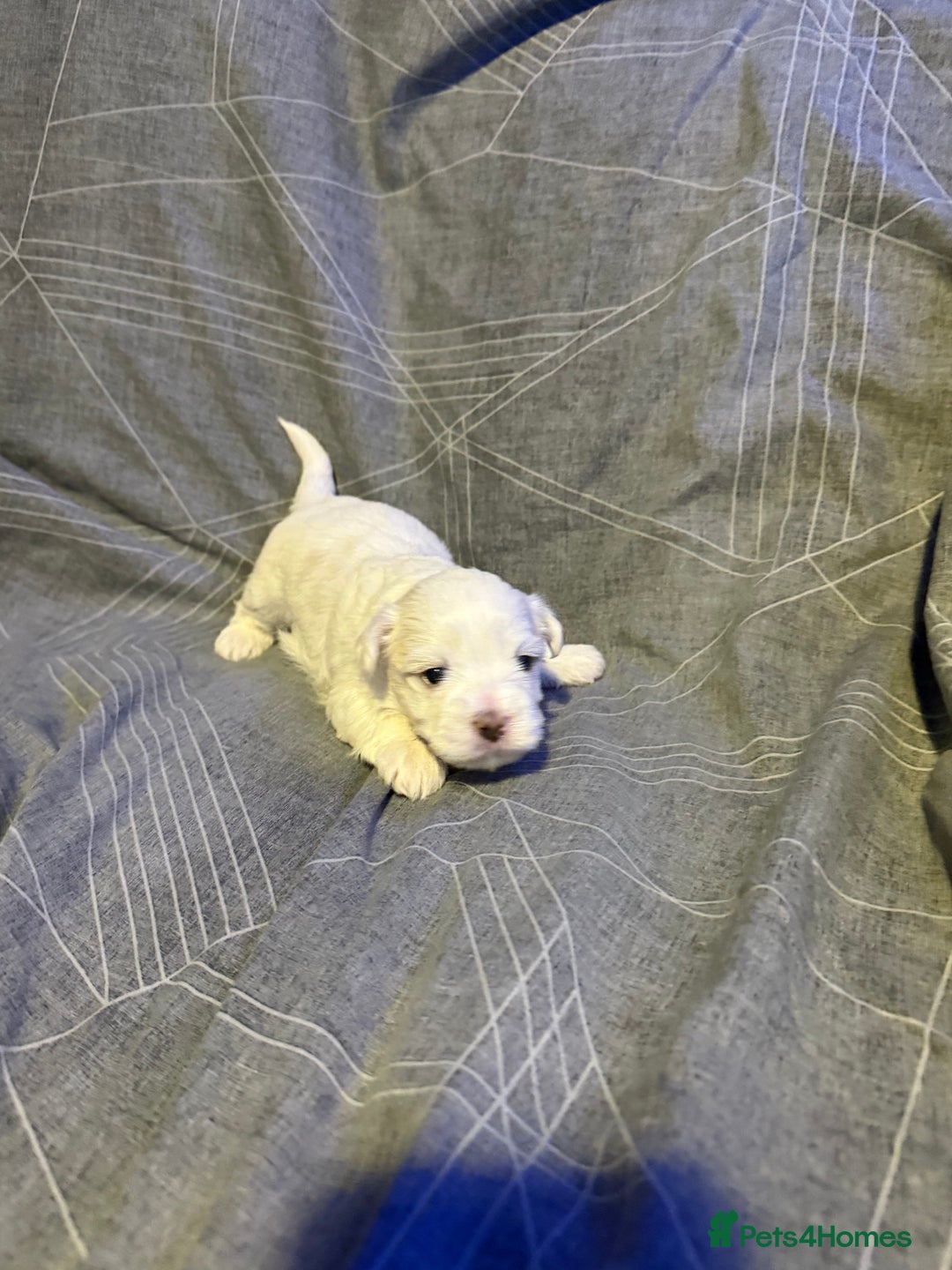 Maltese dogs for sale: Beautiful Maltese puppies for sale - Advert 3